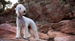Bedlington terrier (fotografija): pas u ovčji šmak